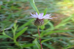 Tricholepis glaberrima